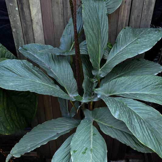 Cyrtosperma Hambalii