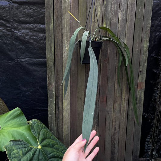 Anthurium Vittarifolium