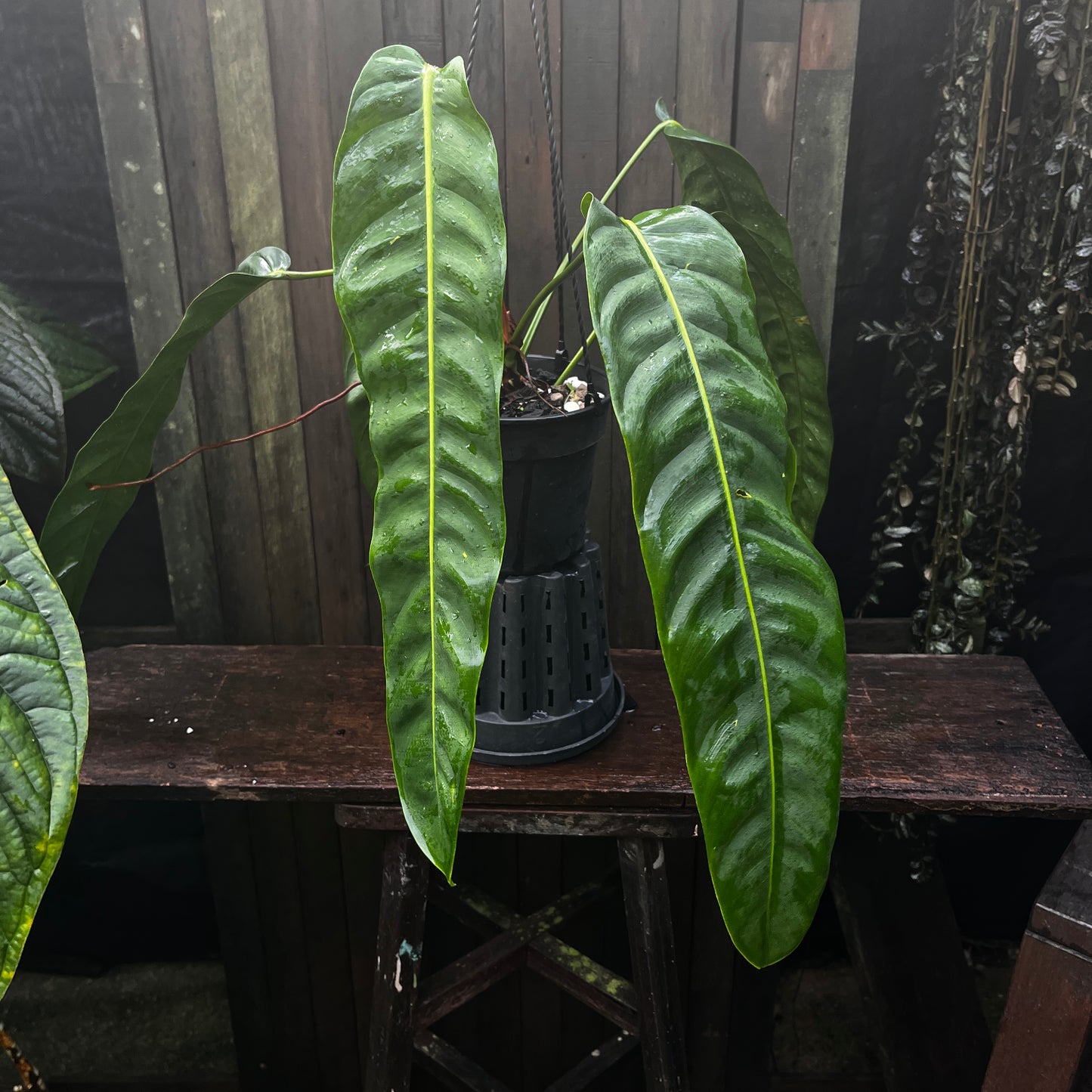 Philodendron Patriciae (B)