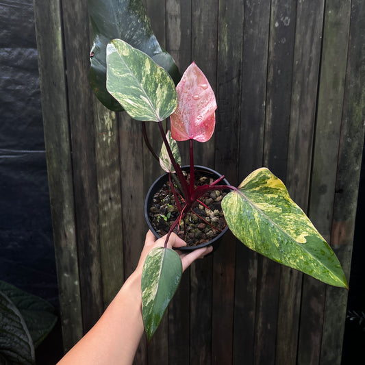 Philodendron 'Strawberry Shake' (A)