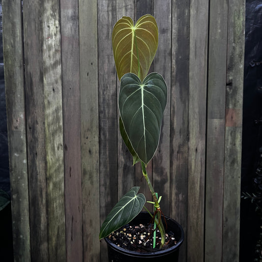 Philodendron Melanochrysum (B)
