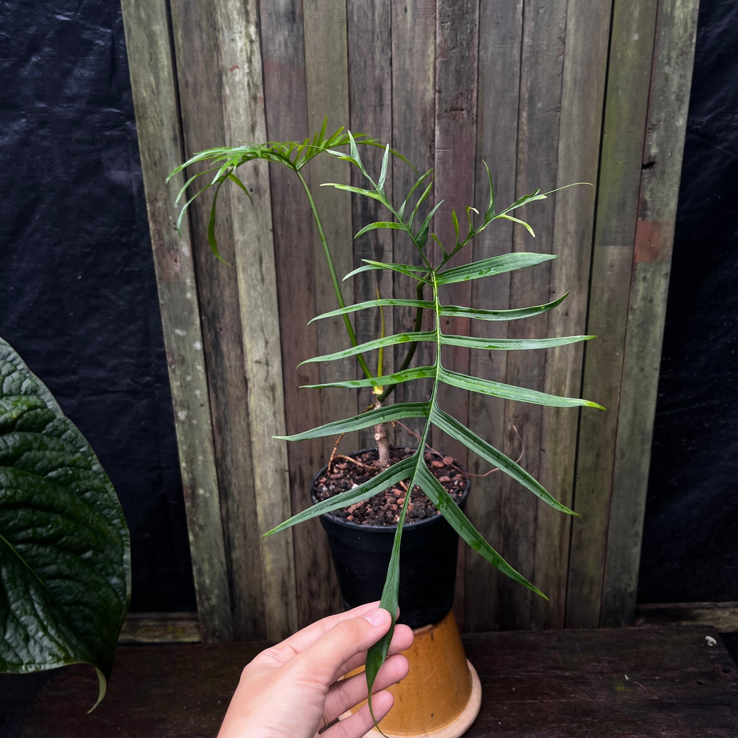 Philodendron Polypodioides