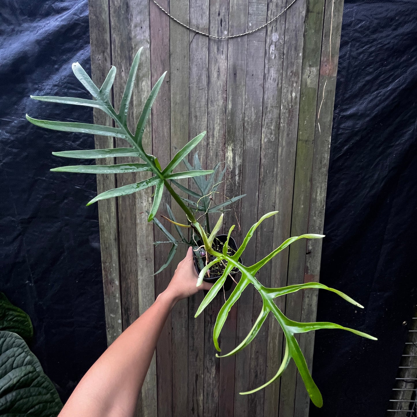 Philodendron Tortum