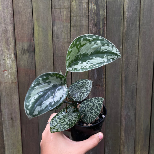 Scindapsus Tricolor 'Ghost Form'
