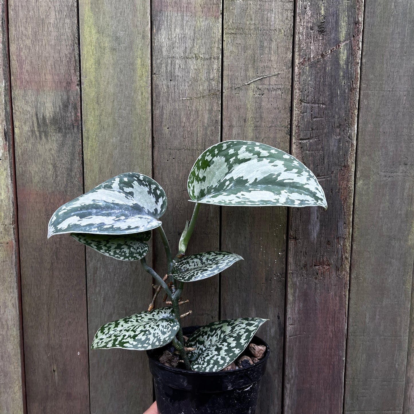 Scindapsus Tricolor 'Ghost Form'