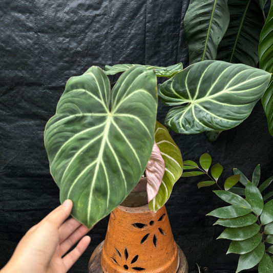 Philodendron Gloriosum