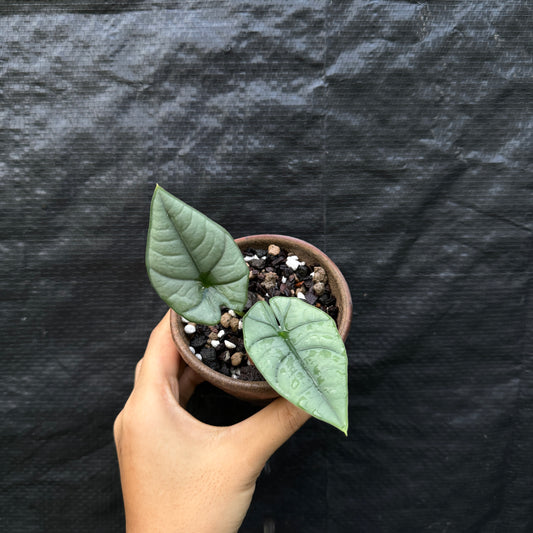 Alocasia Nebula Imperialis