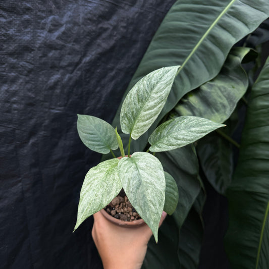 Homalomena sp Variegata 'Ghost'