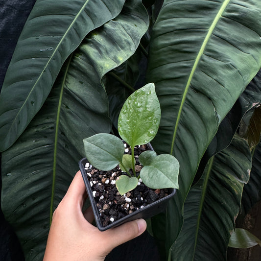 Anthurium Big Bill