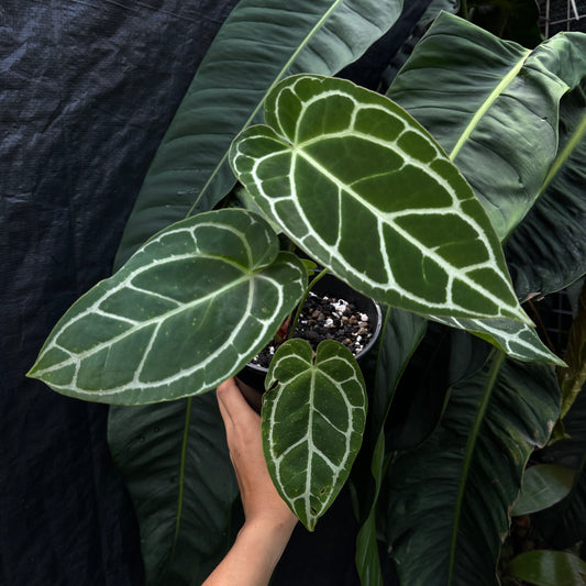 Anthurium Crystallinum