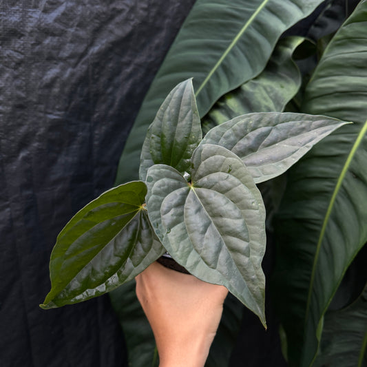 Anthurium Luxurians x Vintage Papillilaminum