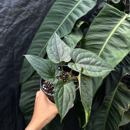 Anthurium Luxurians x Vintage Papillilaminum