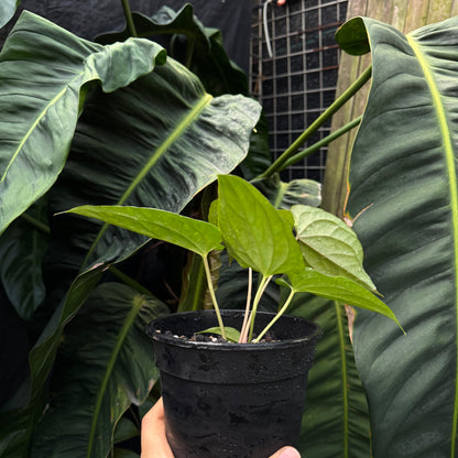 Anthurium Luxurians x Vintage Papillilaminum