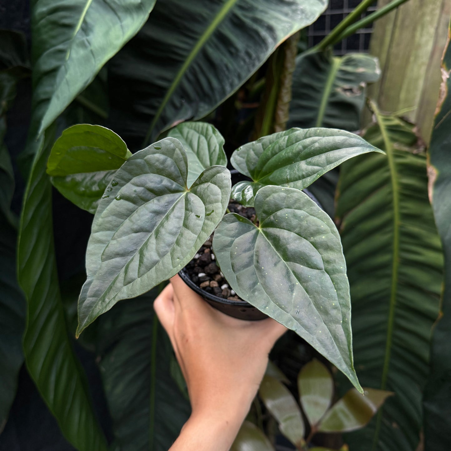 Anthurium Luxurians x Vintage Papillilaminum