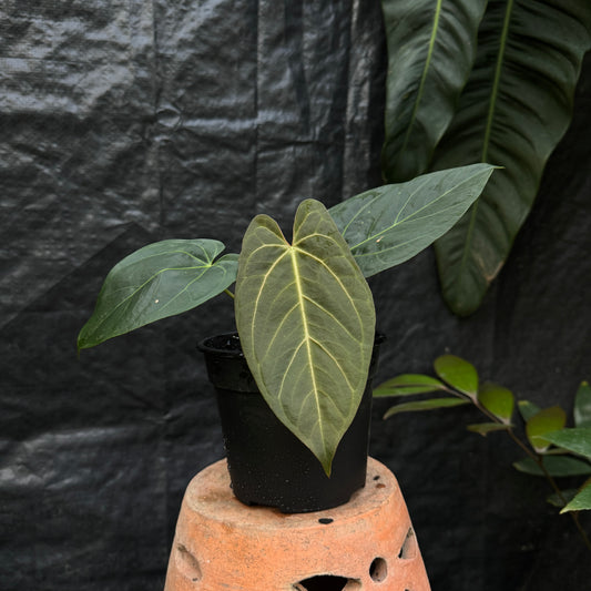 Anthurium 'Dark Omens' (Papillilaminum 'Fort Sherman' x Crystallinum)