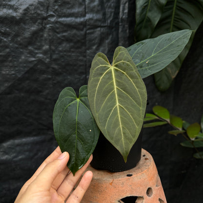 Anthurium 'Dark Omens' (Papillilaminum 'Fort Sherman' x Crystallinum)