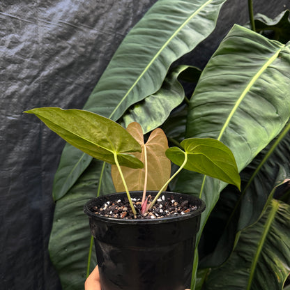 Anthurium 'Dark Omens' (Papillilaminum 'Fort Sherman' x Crystallinum)