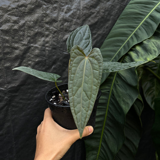 Anthurium 'Fort Sherman x Luxurians' (A)