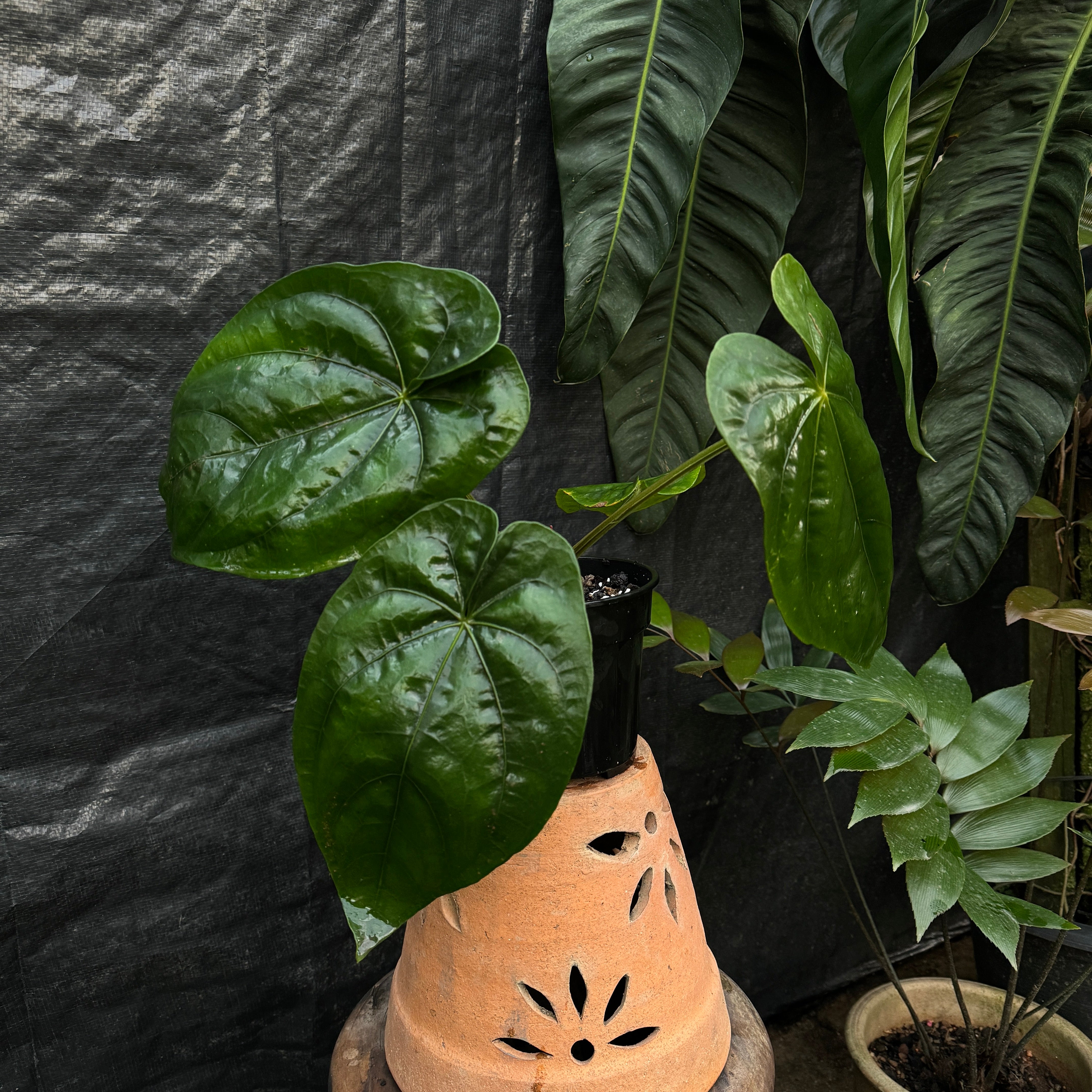 Anthurium Dressleri – Wild Botanicals