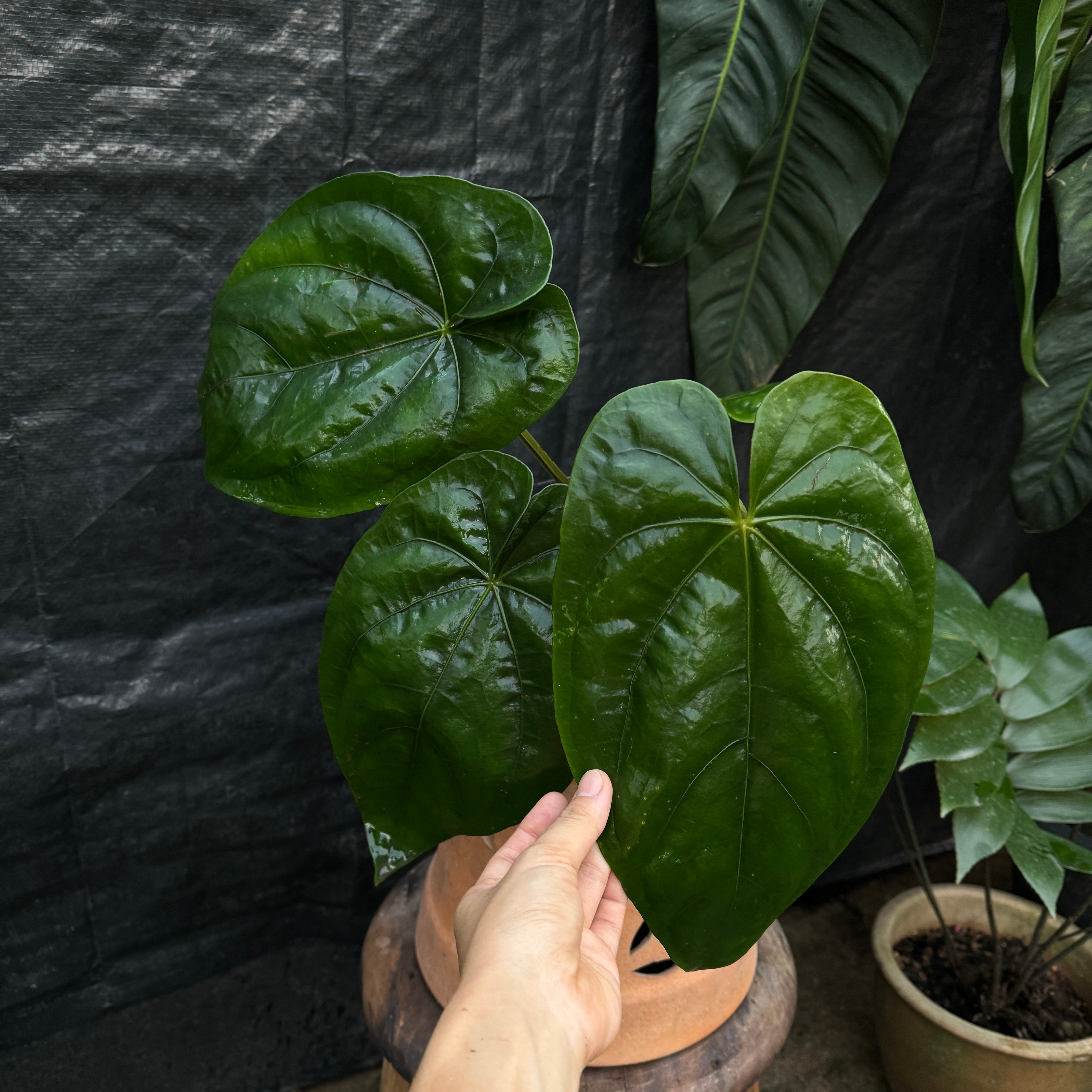 Anthurium Dressleri – Wild Botanicals