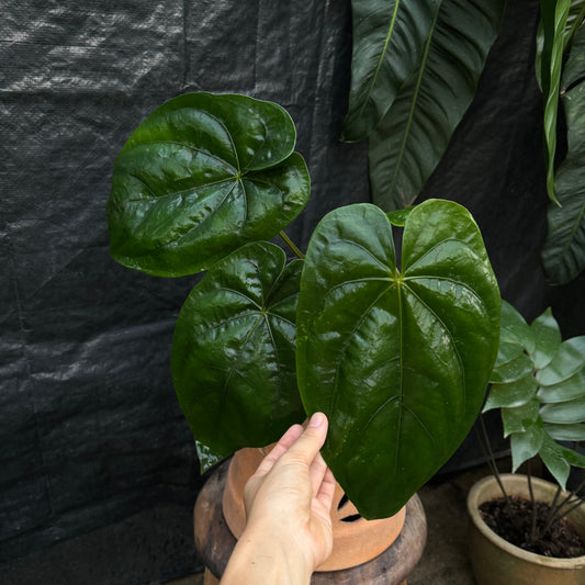 Anthurium Dressleri