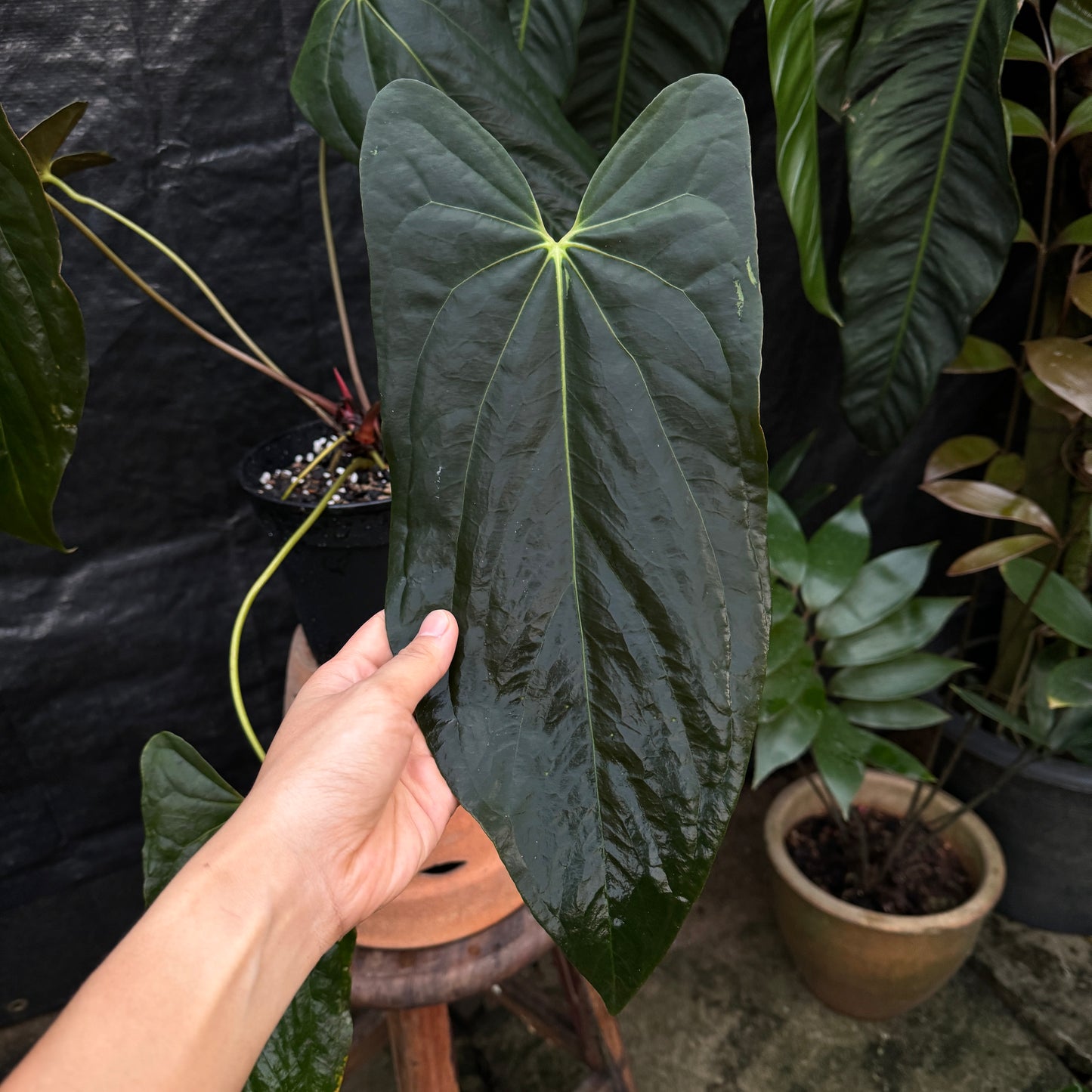 Anthurium Papillilaminum 'Fort Sherman'