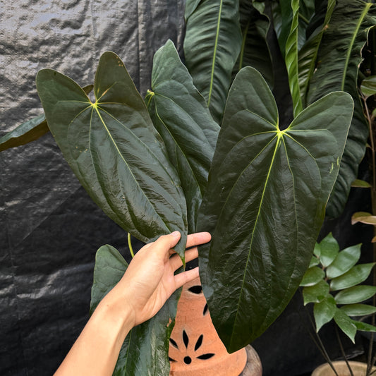 Anthurium Papillilaminum 'Fort Sherman'