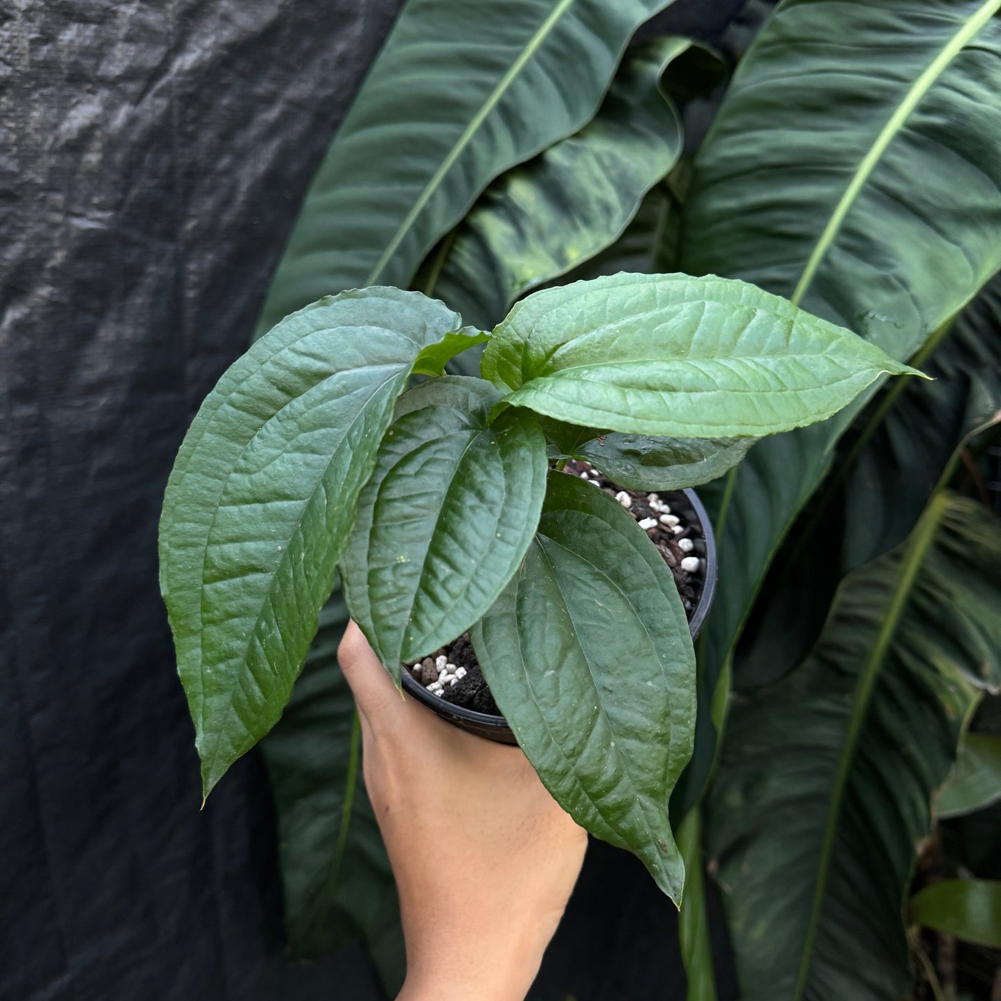 Anthurium Flexile