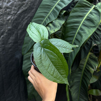 Anthurium Flexile