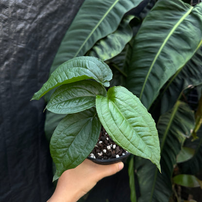 Anthurium Flexile