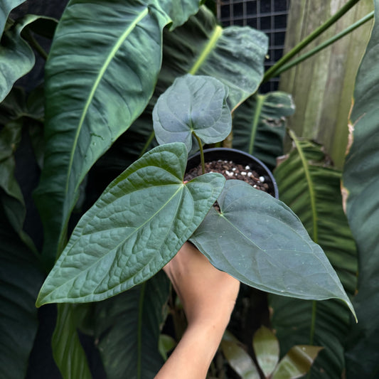 Anthurium 'Fort Sherman x Luxurians' (B)