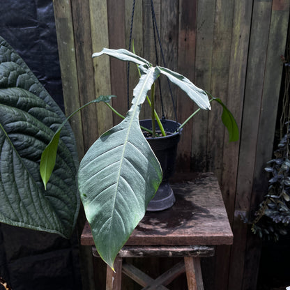 Philodendron Joepii
