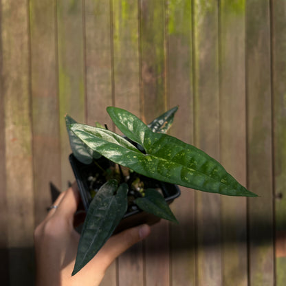 Cyrtosperma Hambalii x Beccariaum
