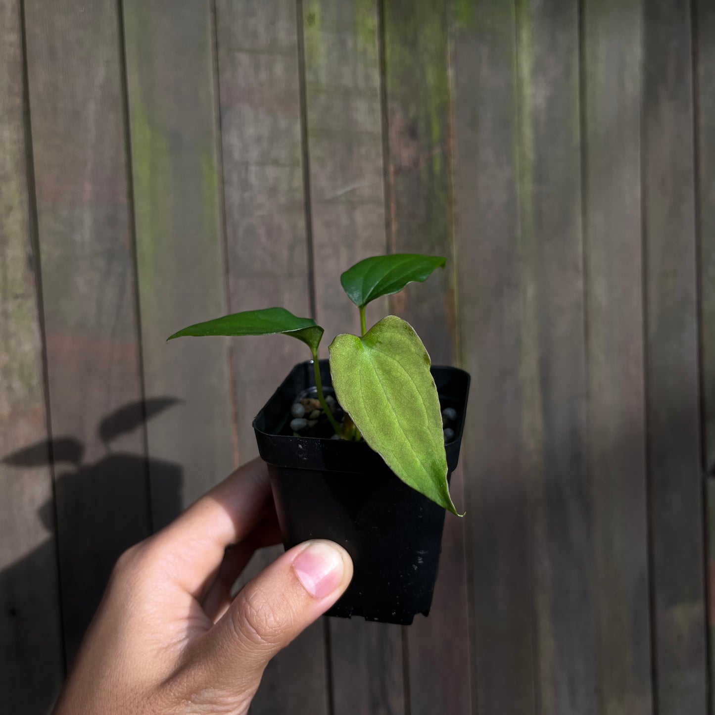 Anthurium Papillilaminum 'Vintage Clone' x 'Ralph Lynam'