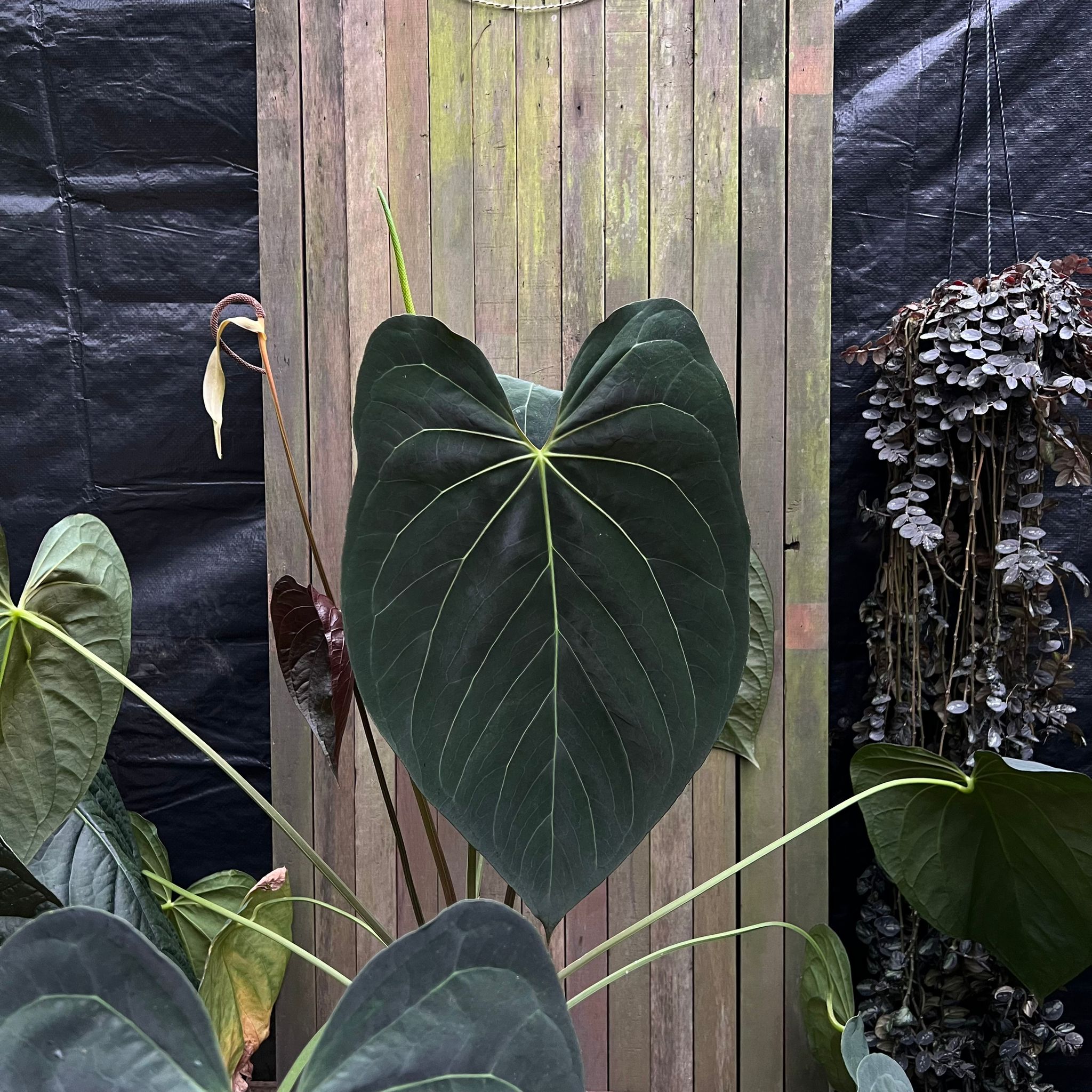 500円引きクーポン】 Anthurium Papilliaminum アンスリウム